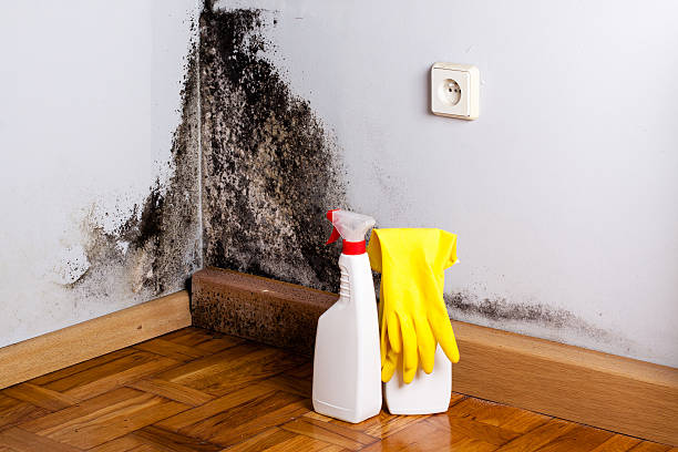 Best Affordable Mold Removal  in Angola, NY